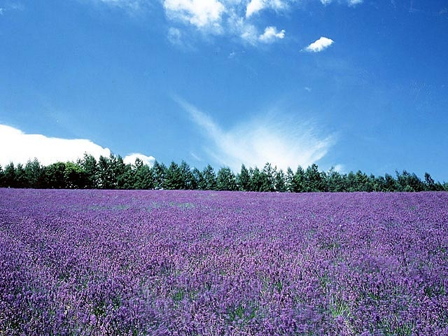 Nakafurano Lavender Festival