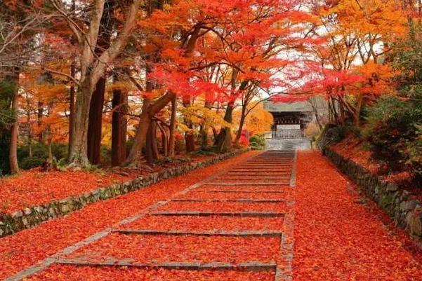 静谧赏枫路线推荐