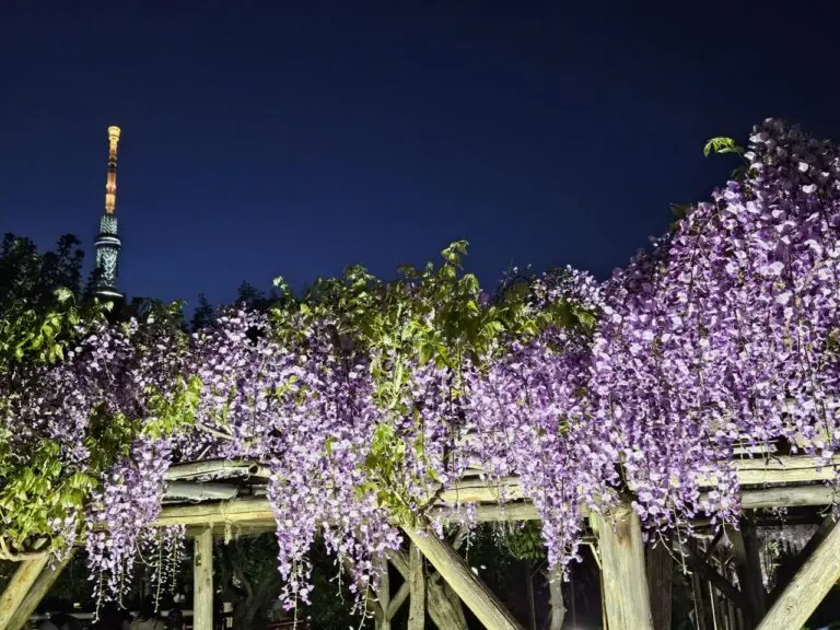 Kameido Tenjin Shrine Wisteria Festival