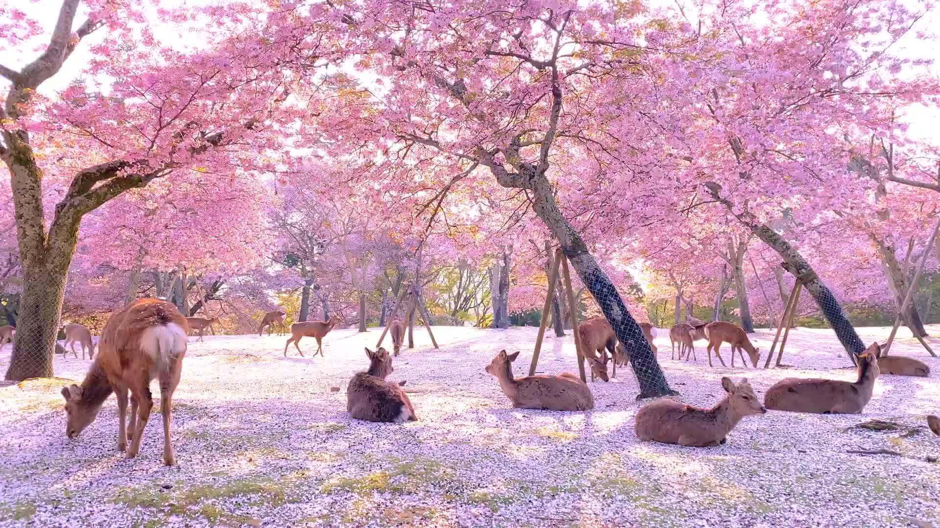 京都奈良カスタマイズツアーの風景 04