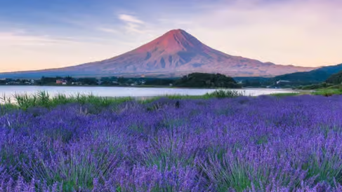 富士山と山中湖ツアーの風景 09